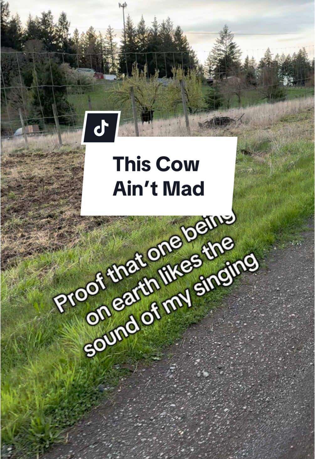 I don’t know why Kylie Minogue popped into my head! #funny #singing #cow 