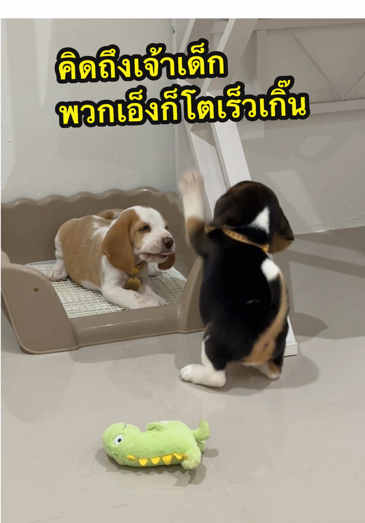 คิดถึงเจ้าเด็กตัวเล็กๆจังเลย รับมาได้3วันตัวโตแล้ว🥹😆 #ชาบูหมูทะสตอรี่ #ทาสหมา #บีเกิ้ล #beagle #dog #หมาน่ารัก 