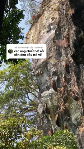 Trả lời @Trần Phán chỉ sợ ko có sức vác mật về thôi #matongrung #thosanbacgiang #bakichrung 