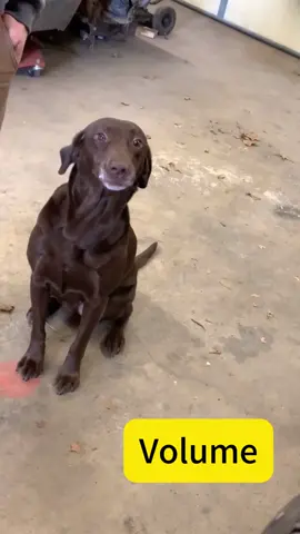 Dogs can also feel embarrassed when they fart.#😂😂😂 #dog #funny #dogsoftiktok #dogs #interesting 