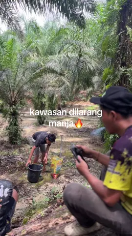 #sawit🌴 #sawittiktok🌴🌴 #fyp #foryou #pekanbaru #riau #sawitriau #sawit 