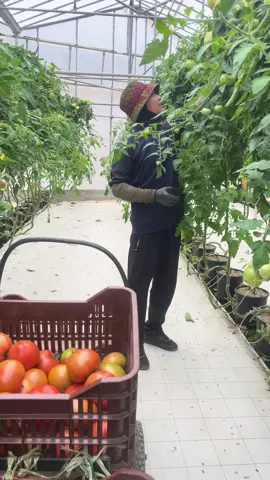 #cuoc sống hi Lạp #trend #tapchoitiktok #công việc thời vụ thi hoạch cà chua #trend #quân phan 37#xuhuong 