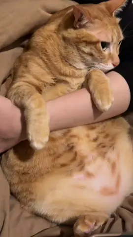 How to discipline a kitten that urinates inappropriately?