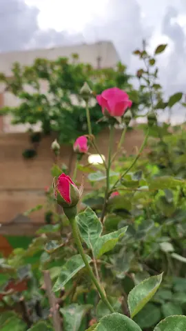 #صباح_الخير #تصوير #الحديقة 💚🥰✨