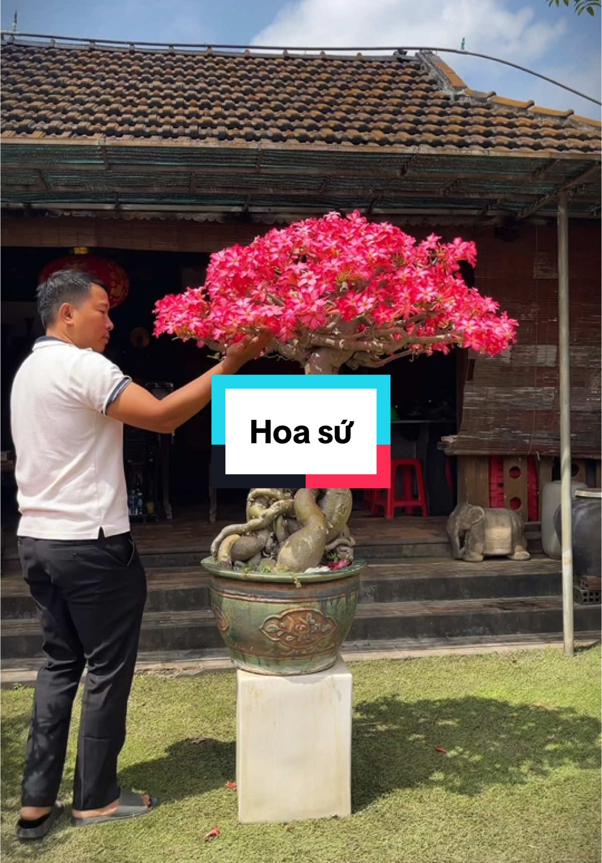 Hoa sứ nhà nàng #bonsai #hoasubonsai 