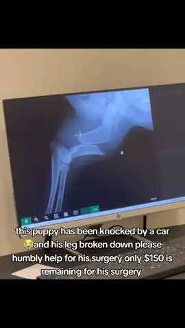 please friends you help us with anything you can for his surgery please 🙏the link is in bio to help 🙏please  #pets #cat #catsoftiktok #cutepuppy #pets #growmyaccount #grow #Scotland #support #trending #grow #goviral #growmyaccount #usadogsoftiktok #usadogsoftiktok #goviral #grow 