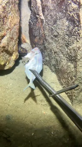 Deabed Diving，catch seafood#nature #beach #oceanexploration #deepsea #catchseafood