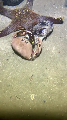 Deabed Diving，catch seafood#nature #beach #oceanexploration #deepsea #catchseafood