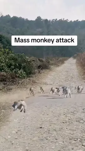 A group of monkeys attacks the fierce cheetah. #animals #Predators #safari 