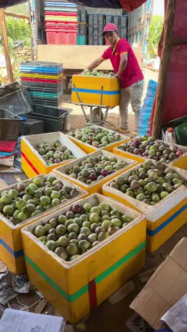 Mùa thu hoạch chanh dây, làm ngày 100tr mà hàng xóm không tin #chanhday #thuhoach 