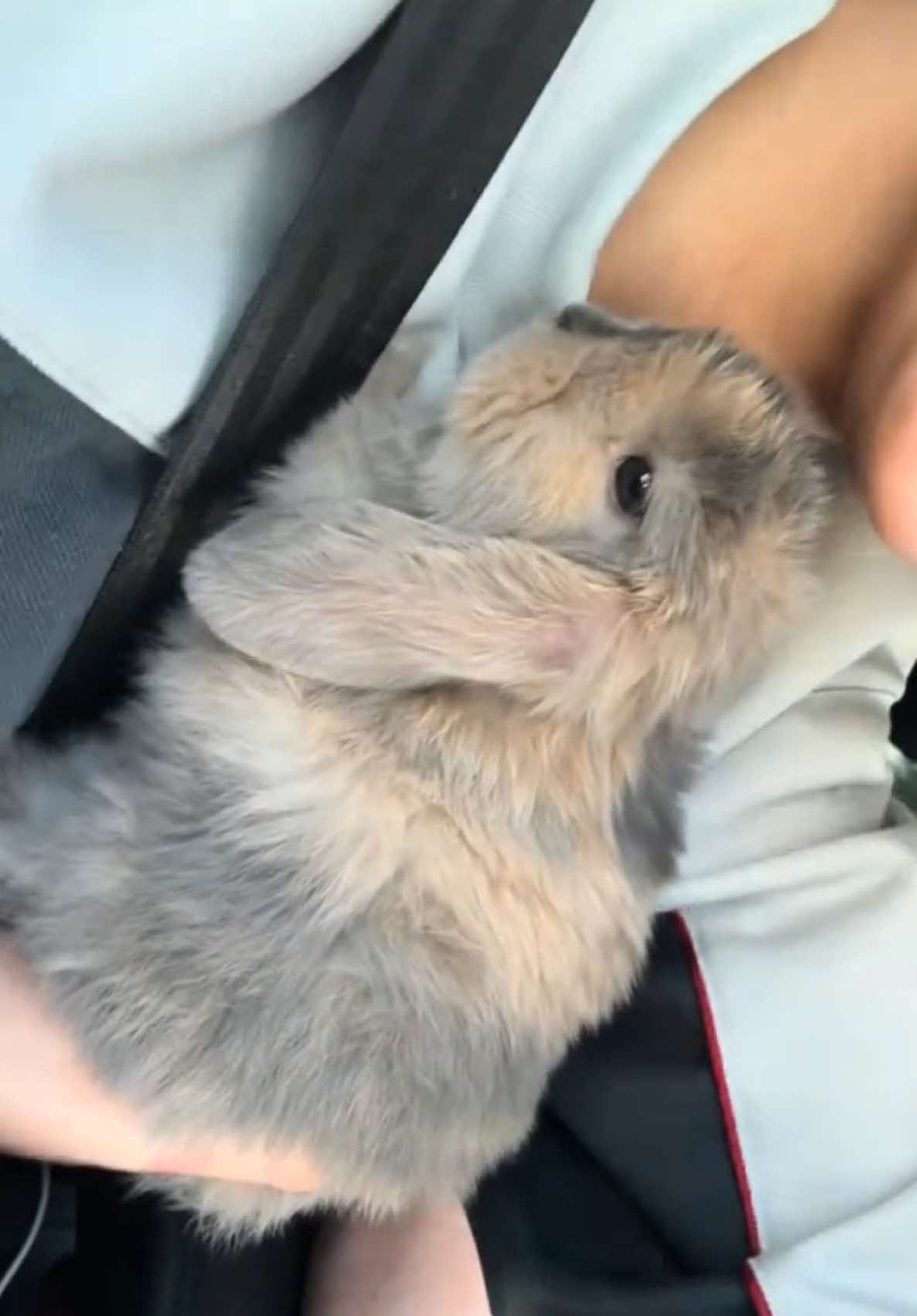 Wholesome😋 #CapCut #fyp #foru #baby #bunny #cute #pov 