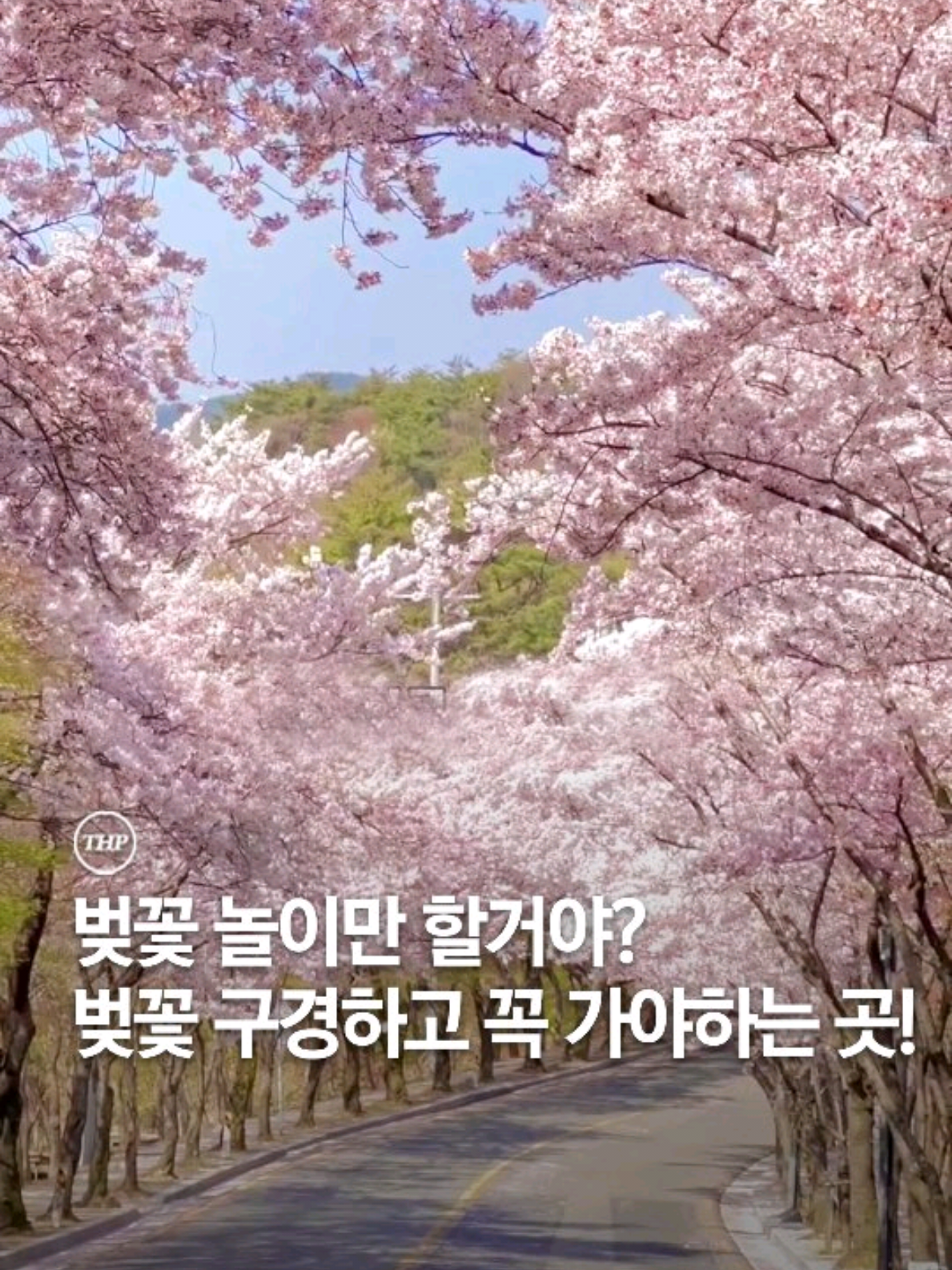 이제 벚꽃 시즌인데 벚꽃 보기만 할거야?? 이쁜거 봤으면 맛있는 것도 먹어야지❤ ※ 지점별 구성 메뉴와 주류 제공 방식이 일부 상이할수 있습니다. #샤브샤브 #샤브샤브맛집 #호텔식샤브뷔페 #벚꽃 #벚꽃데이트 #부산맛집 #부산맛집추천
