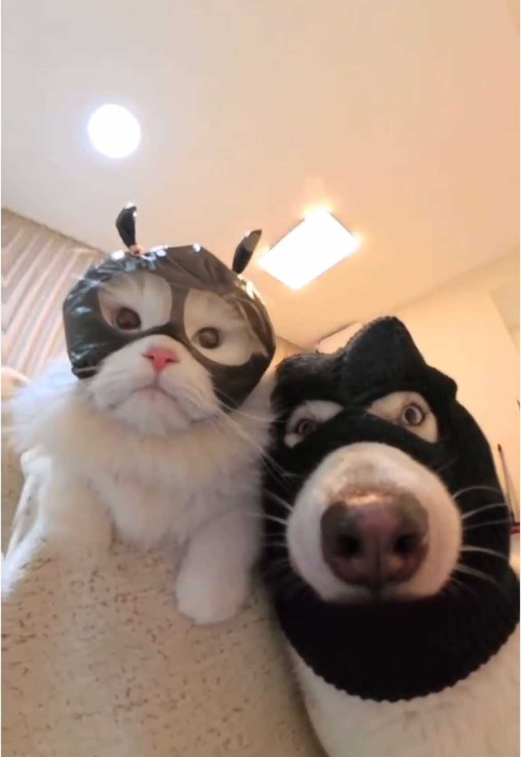#Olivia #cat #dogs #dogsoftiktok #doglover #good #fouyou #fyp 