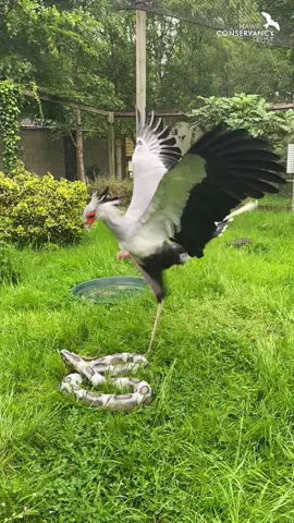 Angola the Secretary Bird is BACK on the flying team for the summer season, with more snake-stomping action! 🐍🦵 Come and see Angola in our famous Wings of Africa flying display every day until November 🧡 #secretarybird #birdsofprey #bird #birdsoftiktok #birdtok #hawkconservancytrust #hampshire #zoo 