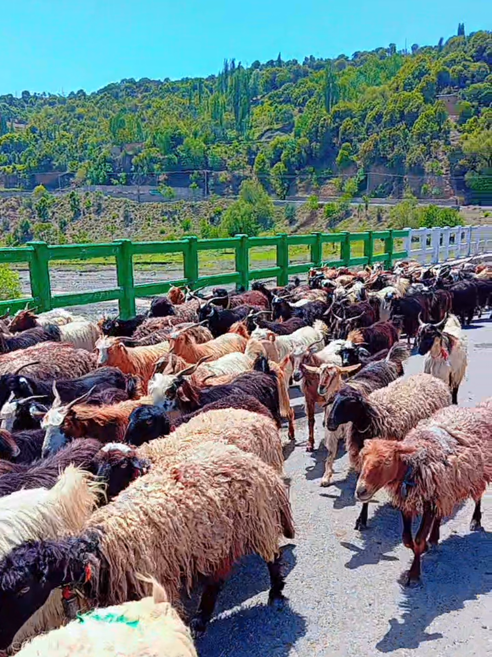 Makeen South Waziristan ❤️  #waziristan #viralvideo #growmyaccount #پشتون_تاجیک_هزاره_ازبک_زنده_باد🇦🇫 @Sada Ulfat @Shoaib Wazirgai @𝐒𝐡𝐞𝐫 𝐁𝐚𝐝𝐬𝐡𝐚𝐡 🌿 