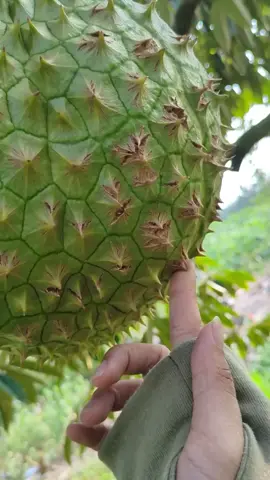 Nứt gai sầu riêng 🤗🤗#vườncuatoii #sầuriêng #xuhuongtiktok #nôngnghiệp #viraltiktok