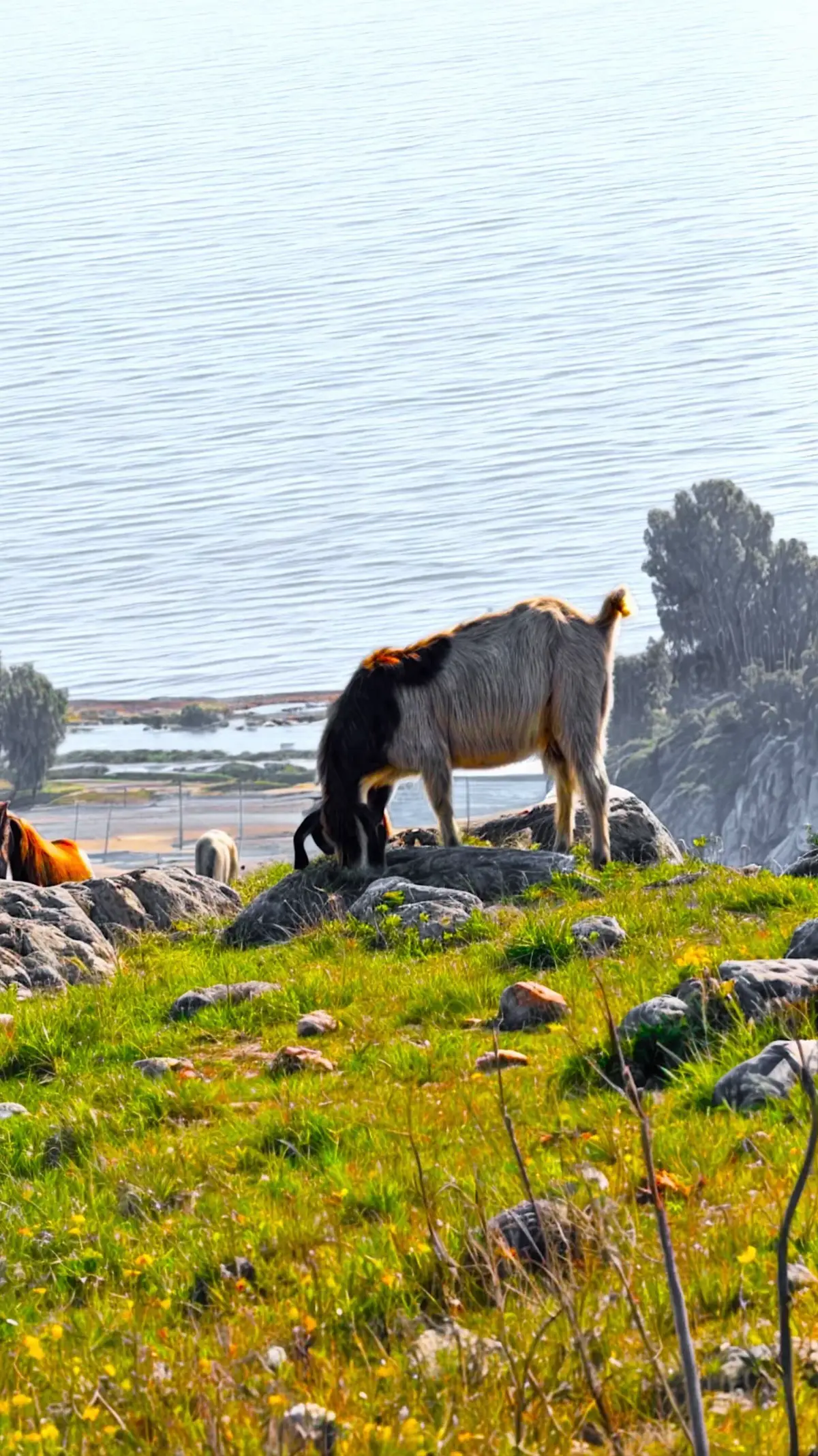 #تصويري_احترافي_الاجواء👌🏻🕊😴 #تصويري📸اكسبلوور #الشعب_الصيني_ماله_حل #قديمك_نديمك #مصمم #الوطن_العربي #مشاهير_تيك_توك #الواقع #الشعب #اكسبلوررر #تصويري📸اكسبلوور #الشعب_الصيني_ماله_حل #تصويري📸اكسبلوور 