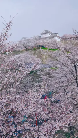 📍岡山県【津山城】/ 🇯🇵Okayama Prefecture【Tsuyam@  castle】 約1,000本の桜と石垣や備中櫓と調和した美しい風景 「日本さくら名所100選」に選ばれており、西日本有数の桜の名所🌸 Beautiful scenery of approximately 1,000 cherry trees in harmony with the stone walls and Bicchu Tower Selected as one of the 