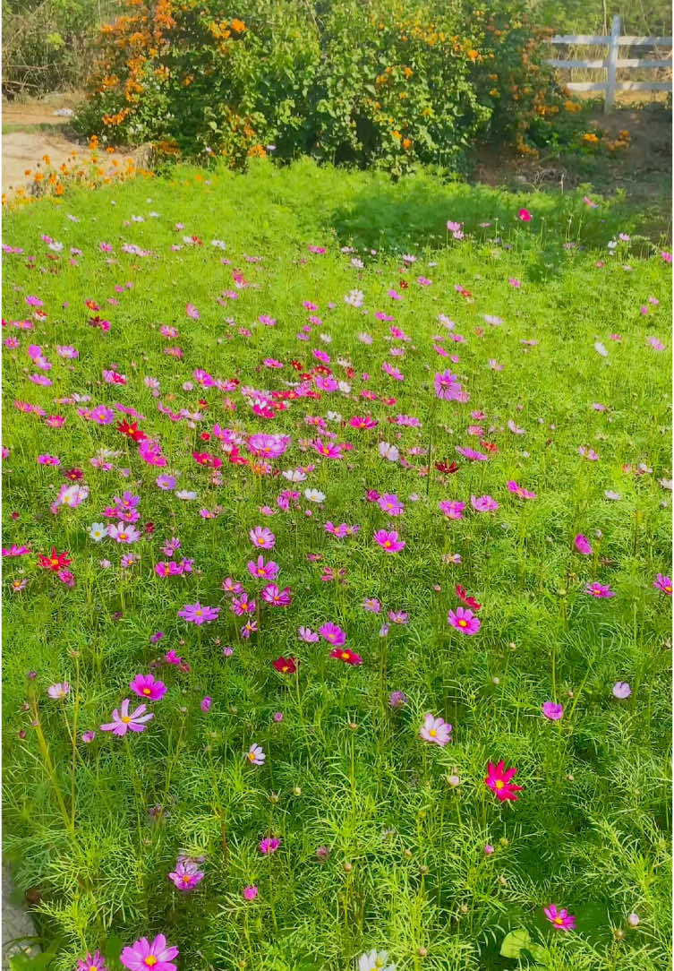 Mùa hoa cánh bướm đã chính thức ghé thăm khu vườn nhỏ của Dream Farmhouse rồi các cậu ơi 🥰 Sáng sớm thức dậy ra vườn tưởng mình hoa mắt nhìn nhầm cơ, hôm nay trời nắng đẹp nên hoa bỗng dưng nở rộ.  Hoa đúng như tên gọi là hoa cánh bướm, nên nhìn xa xa xinh như 1 đàn bướm đang đậu khẽ lay trong nắng sớm 🥰 🌸🌸🌸🌸🌸 Mộc Châu…ngày…09.04.2025 #homestaymocchau #garden #dreamfarmhouse #mocchau #kitchenfarmhouse #homestay #ghibli #countrystyle #dailyvlog #Lifestyle #dulichmocchau #farmhouse #homedecor 