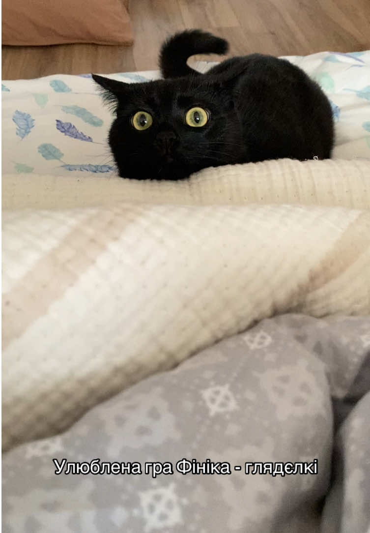 #finikblackcat #котиукраїни #котикфінік #funnycats #catsoftiktok 