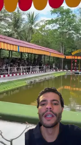 Course de singe sur des motos 🏍️  #course #moto #motorcycle #singe #thailande #bali 