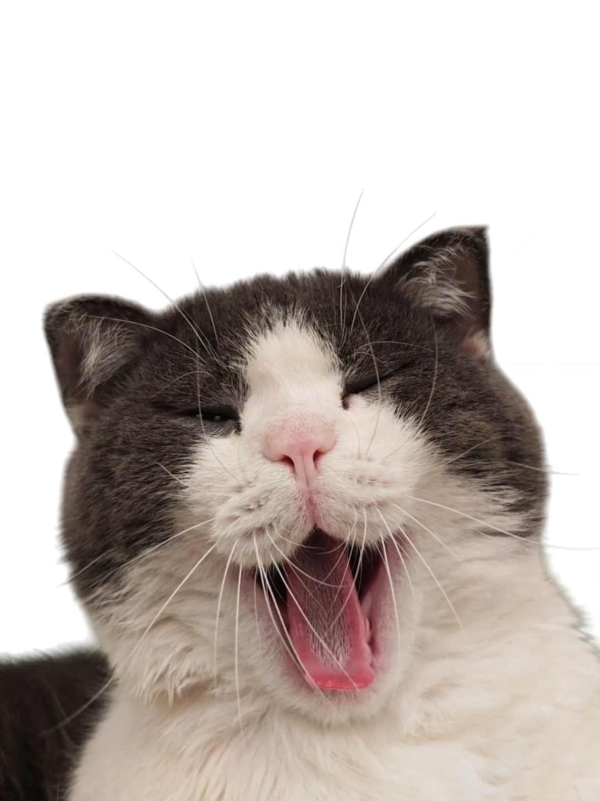 #cat #meme #wiwiwi #catsoftiktok #bleh 