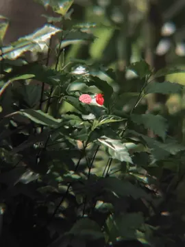 sampai bertemu di ketidaksengajaan yang akan datang 🥀#beranda #quotes #motivasi #purworejo24jam #fyp #bgdedy 