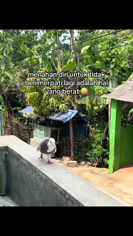 #bismillahfypシ #merpatiplontang #merpatiplayer #merpatilovers #merpatitinggian #fypシ゚ 