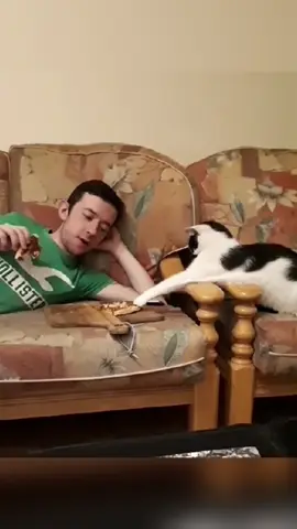 Cats pretend to be busy when caught 🤣🤣#funnycat #fyp #catsoftiktiok #pet #funnyvideos #cute #cat 