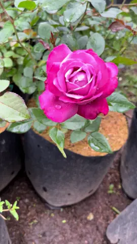 #blueriver #cantonagge 