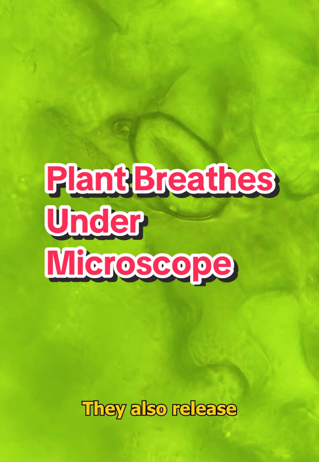 Proof that plants BREATHE! 🍃 under the microscope! #microscope #plant #science #STEMTok #STEM #biology #stomata #mouth #oxygen #carbondioxide #leaf #green
