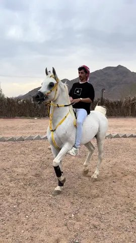 جعلني فداه 🤍#اكسبلور #خيل_وخياله🐎 #الخيل_العربي_الاصيل #الشعب_الصيني_ماله_حل😂😂 #فروسية #المملكه_العربيه_السعوديه #المدينه_المنوره #المدينة #الخيل_من_خيالها 