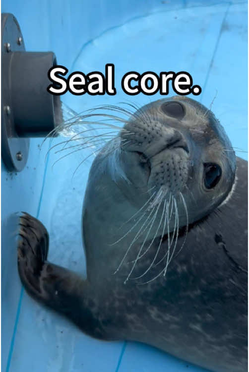 Seal core😂🤣#seal #silly #cute #seals #funny #sillyseals #sealsoftiktok #funnyseal #sealcore #sealfyp #sealtok #sillysealboy #sillyseal #cutie #foca #fyp #foryou #foryoupage 