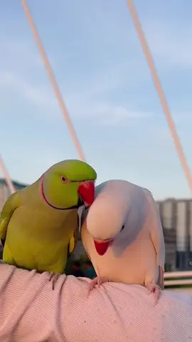 Mintee & Amber💚🤍 #fluffy #beepbeep #beep #talkingbird #talkingparrot #funnypet #funnypets #silly #greenbird #greenparrot #parrot #bird #birds #cute #adorable #fy #fyp #reel #reels #lol #pets #petlover #animal #cutestpets #petmom #ringneckparrot #indianringneckparrot #parakeet #foryoupage #fyp #viral #fy #fypシ #beautifull #maldives #meow #cat