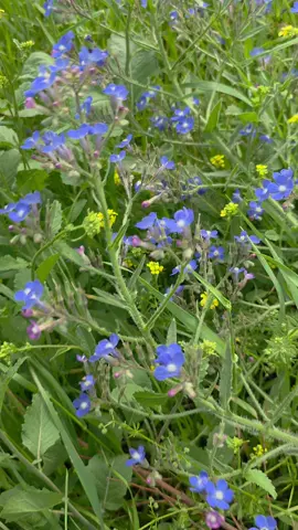 @سەنتەری سروشتی یانسون @سەنتەری سروشتی یانسون @سەنتەری سروشتی یانسون #kurdistan #kurdish #ئەکتیڤبن🥀🖤ـہہـ٨ــہ #foryoupage #foryou 