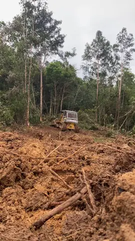 With Dozer Bang Untung 🤟💨 Komatsu D85E-SS                                                               #dozer #sawitontiktok #landclearing #kahayanbenteng #gunungmas #fyp #one #hariini #semuaorang #semuabisaditiktok 