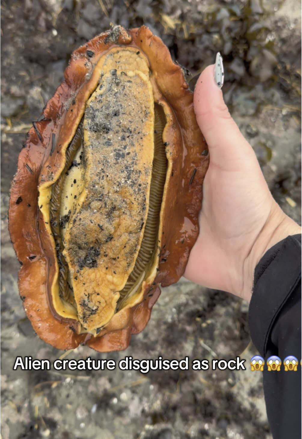 Alien egg????? Salty papaya????!!  This is a Gumboot chiton, the largest species of chiton.  Chitons are a mollusk that have eight shell plates protecting them from predators.  #chiton #beachcombing #alien #animal #AnimalFacts #gumbootchiton #fishing #fish #nature #beach #ocean #naturefacts #biology #Hiking #camping #explore #travel #creepy #outdoorgirl #beachday