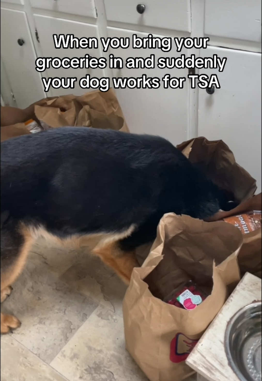 “All clear”  Meet the newest member of the grocery inspection team! From sniffing bags to eyeing the fresh produce (he loves cukes), this security officer means business! Think your dog would make a great TSA agent too? Or could they care less? 👇🏼👇🏼  #dogtsa #dogsoftiktok #dogtok #germanshepherdsoftiktok #momlife #fyp #security #dogvideos #snifftest #groceries #doglife 