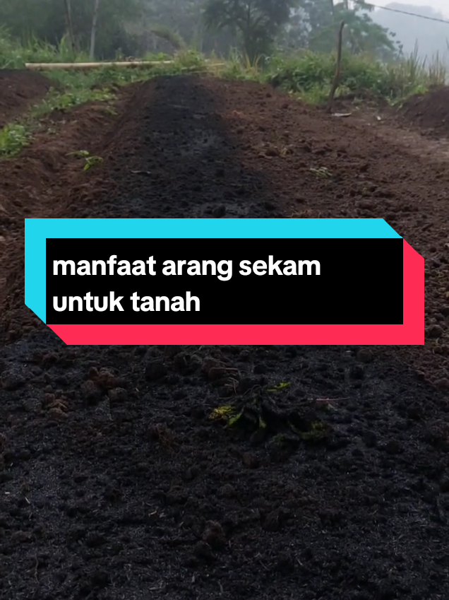 penaburan arang sekam untuk media dasar pada bedengan #petanimuda #petanicabai #petanimilenial #petaniindonesia🇮🇩🇮🇩🇮🇩🌿🌿 #fyppppppppppppppppppppppp #foryoupageofficiall #manggobang #Taniduasaudara #foryoupage❤️❤️ #fypviral #pedasnyanaiklevel #cabelo #beranda 