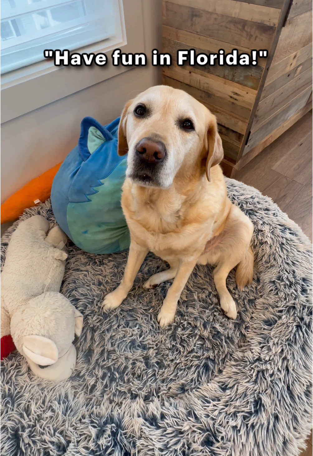 Magnus wanted to share some hilights from our recent trip to Florida! ㅤ There are so many places I want to takle both my kids and Magnus. What is top on your list of places to travel to? ㅤ #dog #dogdad #labrador #travel #florida #therapydog #servicedog #doglife