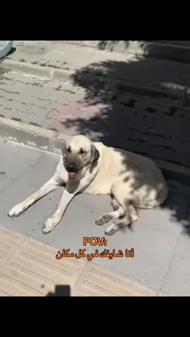 بيشبهك  🐶#ترند #متابعه_ولايك_واكسبلور #اخر_اشي_نسختو💭🥀 #اخر_الاخبار #الشعب_الصيني_ماله_حل😂😂 #اعادة_النشر🔃 #اترك_اثراً_قبل_رحيلك  #انا_شيفك_في_كل_مكان #كلب🐶