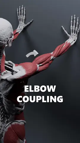 Your arm has a great coupling mechanism which can help us understand how compensatory injuries are created. Place your hand on the wall and introduce rotation in the shoulder. From the shoulder's perspective, this should cause the whole arm to rotate. But the hand firmly placed on the wall is not rotating, so where did the movement go? It got balanced with the opposite rotation of your forearm. When the shoulder rotates externally, the forearm pronates by the same amount to keep the hand relatively steady. Similarly, when the shoulder rotates internally, the forearm supinates. When one part of this coupling wants to work outside of the other's balancing capabilities, compensatory injury can be created. #anatomy #biomechanics