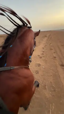 والخيلُ إذا رأيتها فتنتُ بها ، ‏وما الجمالُ إلاّ في الخيل يجتمعُ. ………………  الجواد ربيع الله يبارك فيه.✨ . . . #خيل_وخياله🐎 #خيل #اكسبلور_explore #حصان #ركوب_الخيل #لغة_جسد #رابغ #fay #اكسبلور #explore 