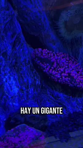 Amen 🙏 #fyp #diosesbueno #cristiano 