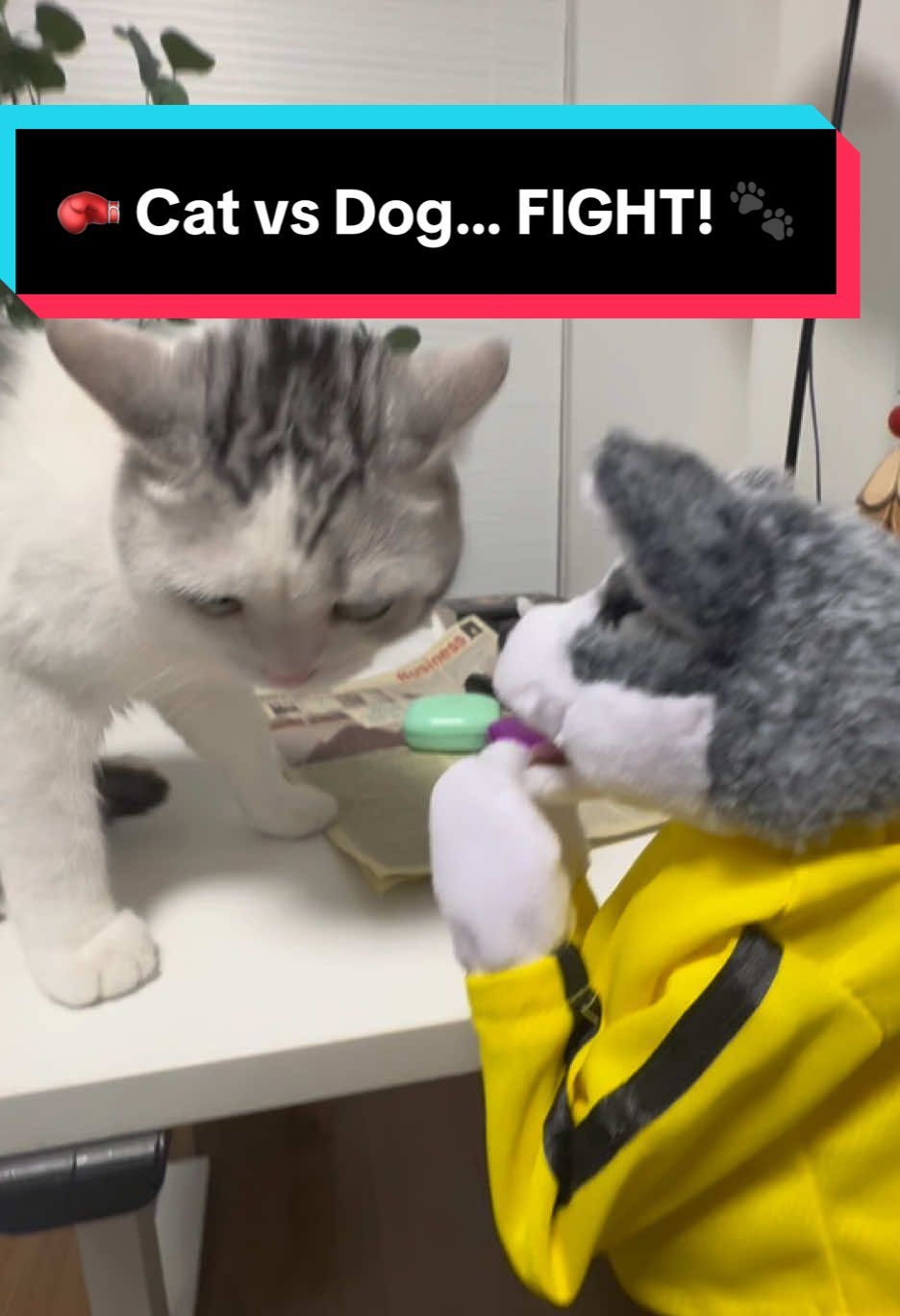 🥊 DOG vs CAT: Who's the real boxing champ?! 🐶🐱 This showdown is WILD — paws flying, tails wagging, and zero chill 😹 Who wins this epic battle? Drop your vote in the comments! 👇 ⚠️ Warning: Cuteness overload ahead! #PetTok #FunnyPets #BoxingDog #BoxingCat #DogvsCat #AnimalFightNight #CuteAnimals #TikTokPets #fyp #ViralVideo #PetChallenge #USAtrend