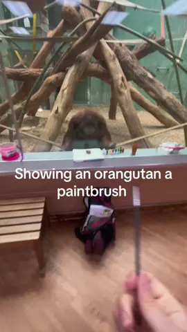 Amber the orangutan chooses paint #orangutan #funny #fyp #louisvillezoo 