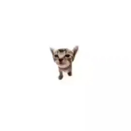 R.I.P Elgatito 😨😞 #fyp #elgatito #foryou #cat #meme 
