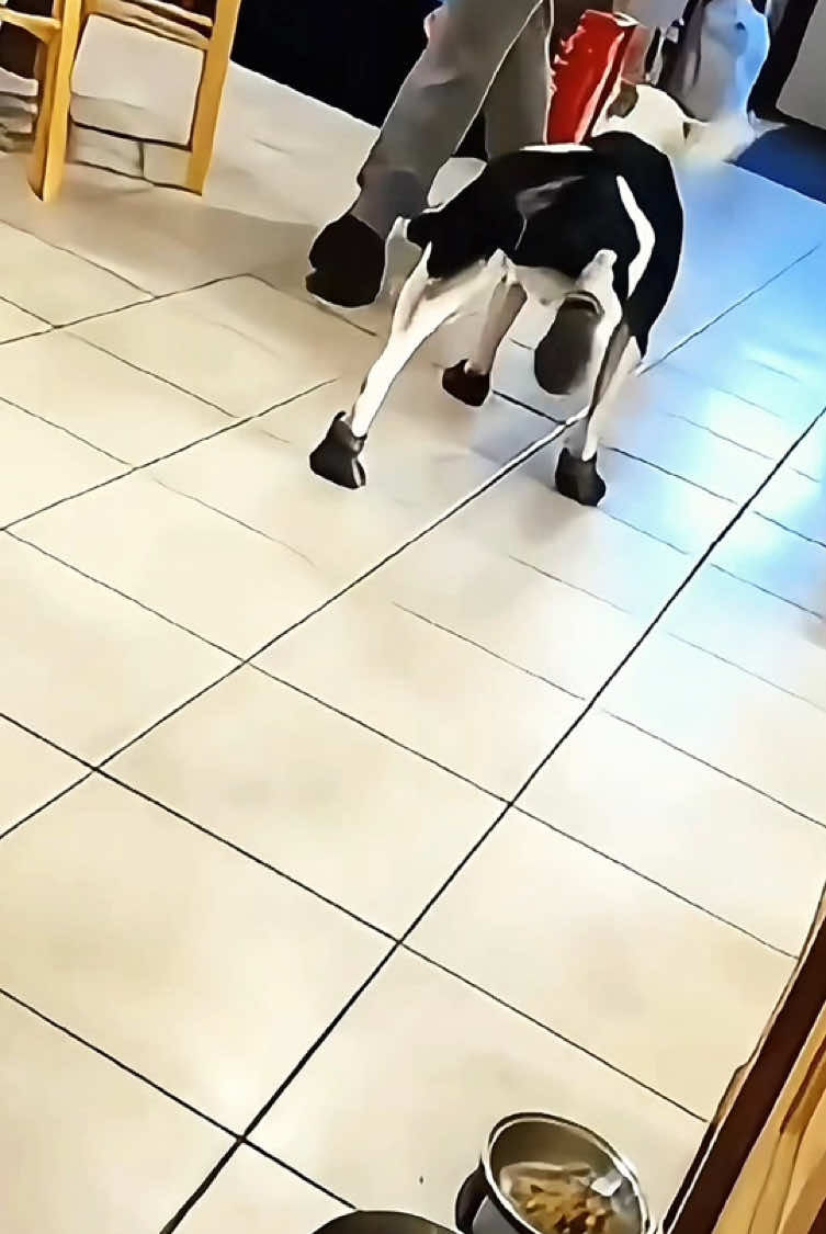 Try not to laugh 😂😂😂 #funny #animals #funnypets #funnyanimals #catsoftiktok #funnytiktok #cat #haha #funnyvideos 