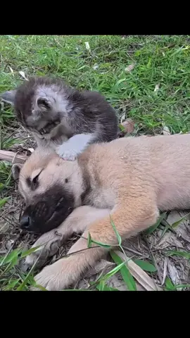 Rescue a puppy and kitten 🙏🙏🙏🙏🙏❤️❤️❤️❤️❤️#rescue #rescueanimals #kitten #puppy #animals #fyp 