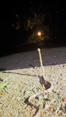 Dogtooth cat snake 🐍 🥰🥰🥰#sabahancrew_fams #fyp 